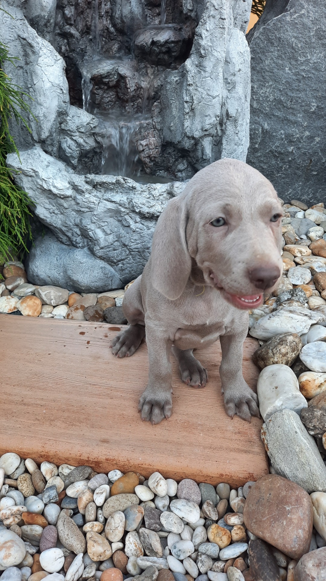 žlutá - Annie