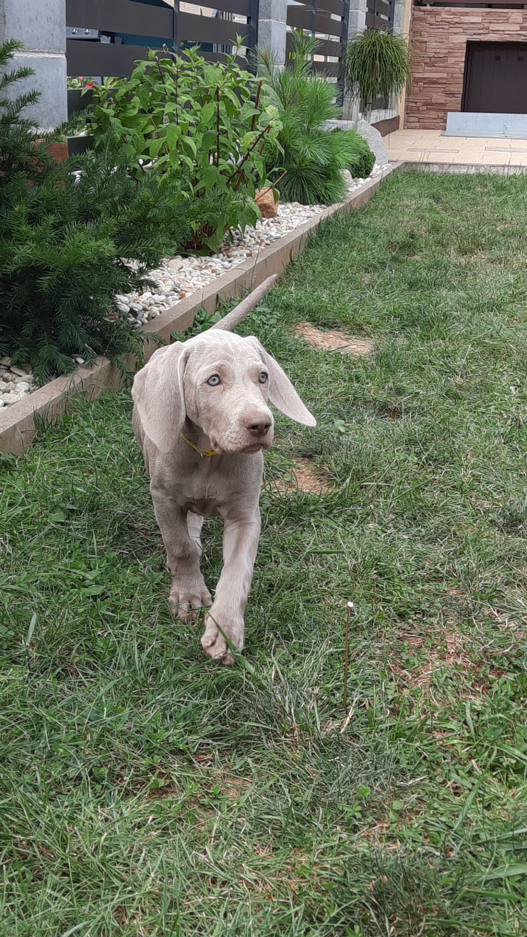 žlutá - Annie